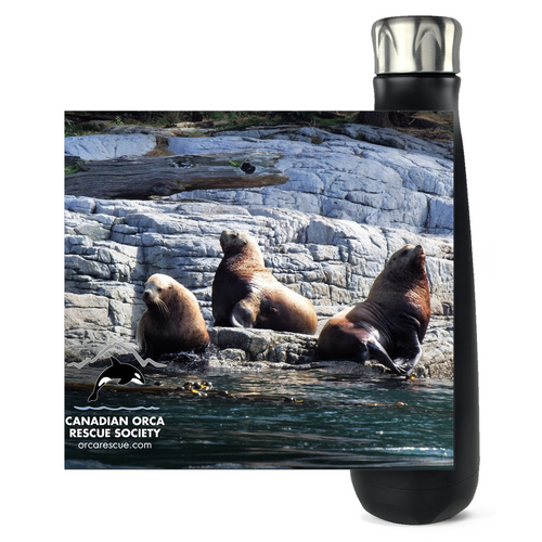 Sea Lions of the Salish Sea