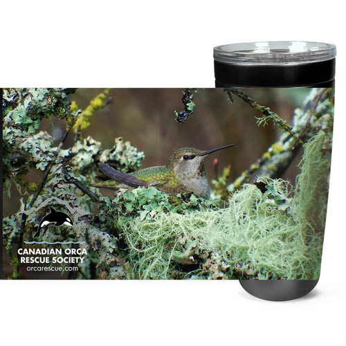 Nesting Anna's Hummingbird Tumbler