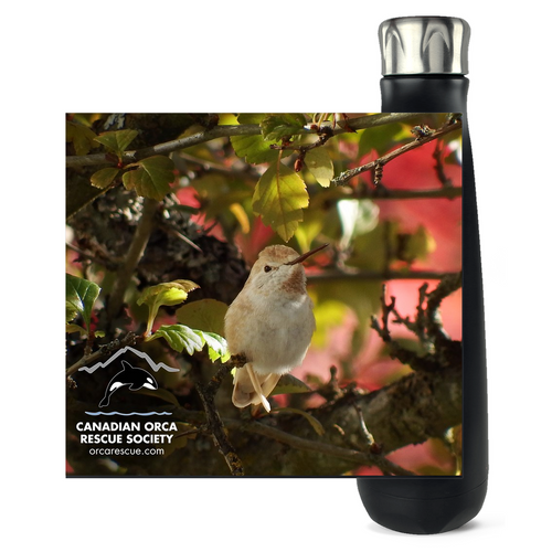 Leucistic Anna's Hummingbird Water Bottle
